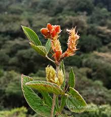 Image result for Flemingia