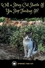 A feral cat is best kept confined in your home in such a way that allows him to observe you at a safe distance (especially from a high perch above the action) but still be close enough to see, hear and smell you constantly. Will A Stray Cat Starve If I Stop Feeding It Upgrade Your Cat