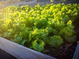 Most gardeners plant cabbage too close to one another, inhibiting the size and flavor of your vegetable. 17 Crops To Plant In North Texas Right Now To Guarantee Veggie Bounty Culturemap Dallas