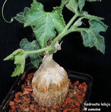 Image result for Kedrostis leloja