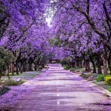 Image result for Jacaranda mimosifolia