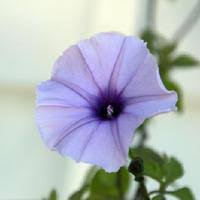 Image result for Ipomoea transvaalensis