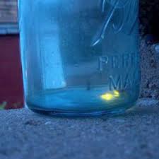 Why Fireflies Light Up Earth Earthsky