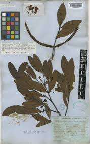 Image result for Malouetia