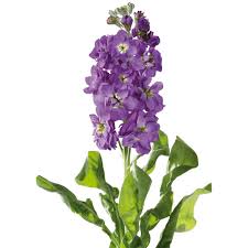 Image result for Matthiola