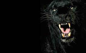 Maybe you would like to learn more about one of these? Hd Panther Wallpapers Top Free Hd Panther Backgrounds Wallpaperaccess