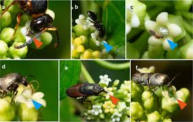 Image result for Marsdenia abyssinica