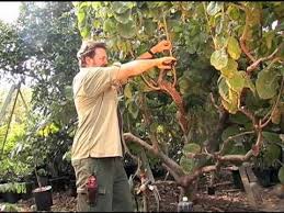 Maybe you would like to learn more about one of these? How To Prune A Cherimoya Tree Cherimoya Guava Tree Growing Tree