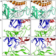 (maybe) the most useful fibonacci tool. Convergent Evolution Of Sars Cov 2 Spike Mutations L452r E484q And P681r In The Second Wave Of Covid 19 In Maharashtra India Biorxiv