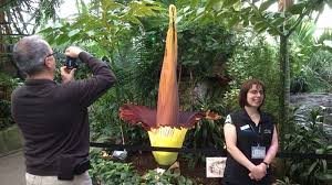 Corpse Flower Blooms Again Muttart Conservatory To Stay Open 24 Hours Ctv News