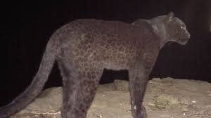 The rare leopard's black coat is the result of a condition called melanism. The Real Black Panther Black Leopard Spotted In Kenya Youtube
