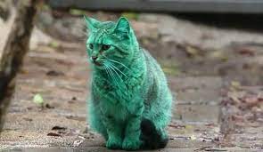 Un Mysterieux Chat Au Pelage Vert Se Promene En Bulgarie L Express