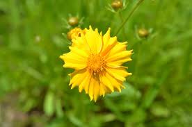 Image result for Cyathula lanceolata