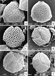 Image result for Bertiera aethiopica