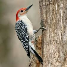 Birds With Red Heads Tennessee Watchable Wildlife Red Bellied Woodpecker Vs Red Headed Woodpecker Woodpecker Beautiful Birds Bird Photo
