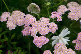 Achillea Apfelblute Achillea Plants Types Of Soil