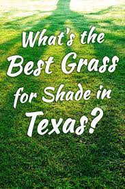 Check spelling or type a new query. What S The Best Grass For Shade In Texas Garden Tabs