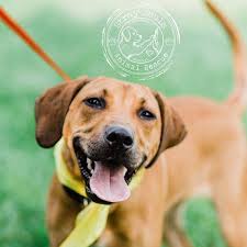 Maybe you would like to learn more about one of these? Wisconsin Adopt A Golden Retriever Home Facebook