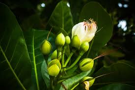 Image result for Barringtonia asiatica