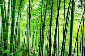The Bamboo Forest In Houshan County East China Bamboo Forest Anhui Forest
