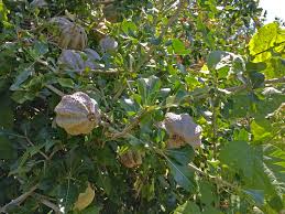 Image result for Landolphia villosa