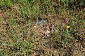 Image result for Oenothera indecora