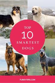 Top 10 Smartest Dogs Smartest Dogs Top Dog Breeds Working Dogs Breeds