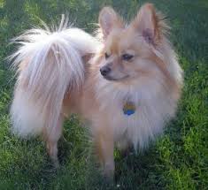 Papillon Pomeranian Mix Puppies For Sale Zoe Fans Blog Pomeranian Mix Puppies Pomeranian Mix Puppies
