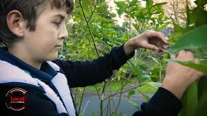 Local Focus: Meet Olly Hills, one of New Zealand's youngest authors