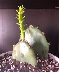 Indian summer prickly pear cactus fine art by wildercalifornia. I Thought My Prickly Pear Cactus Would Ve Flowered By Now But This Stalk Just Keeps Getting Longer And Longer Does It Need More Light Succulents