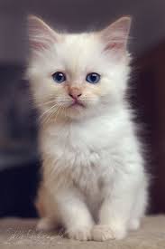 Discover the adorable White Kitten 4 by Estelle-Photographie