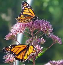 See more ideas about monarch butterfly, butterfly, monarch. Monarch Butterflies On A Flower Free Stock Photos In Jpeg Jpg 2896x1944 Format For Free Download 536 34kb