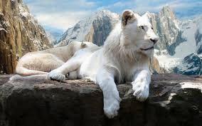 Wallpaper Et Fond D Ecran Lion Blanc Animal Lion Blanc Lion Albinos Animaux Beaux