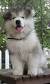 Alaskan Malamute Long Hair Husky