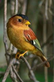 Piprite Chaperonnee Passereau Beaux Oiseaux Animaux Et Oiseaux Oiseaux