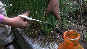 How to harvest chives from garden. Garden Tip Harvesting Chives Youtube