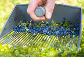 Maine Maine Is The Single Largest Producer Of Blueberries History Com Blueberry Picking Blueberry Maine