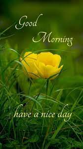 In today's busy world mobile and whatsapp are the best media to send your emotions to your friends and loved ones. Good Morning Flower Images Free Download 2020 Good Morning Beautiful Quotes Good Morning Monday Images Good Morning Images