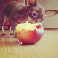 Que Frutas Pueden Comer Los Perros Alimentos Prohibidos Para Perros Comida Para Perros Perros