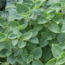 Image result for Coleus amboinicus