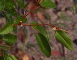 Image result for Croton pseudopulchellus