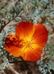 Image result for Eschscholzia