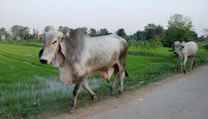 The brahman breed's development is an unparalleled success story. Brahman Cattle Hobby Farms