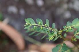 Image result for Phyllanthus mendesii