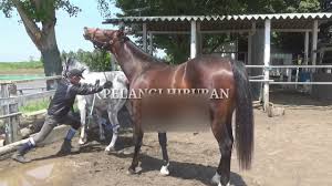 Kawin kuda नाम के लोगों की प्रोफ़ाइल देखें. Kuda Kawin Gambar Perkawinan Salah Dunia Hewan Anjing Harimau Gambar Kuda Kawin Di Rebanas Rebanas Kawin Kuda California City California Stay There Forever