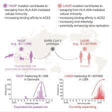 Burgdorf l 452 uploaded by franz scharner (2) lenco; L452r And Y453f Sars Cov 2 Mutations Increase Transmission And Evade Immunity