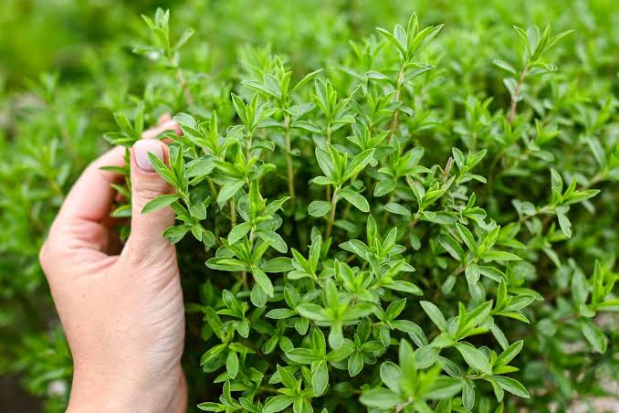 How and When to Harvest Thyme Without Slowing Down Future Growth