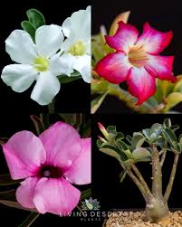 Image result for Adenium oleifolium