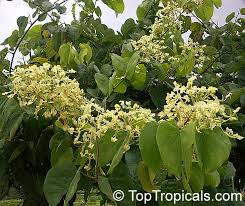 Image result for Bauhinia burrowsii