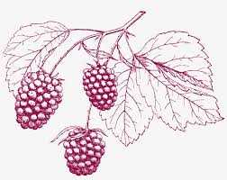 Clip Art Freeuse Stock Grape Pencil Cranberry Transprent Buchstaben Beeren Leinwandbild Retro Q Leinwandbilder Transparent Png 6188x4628 Free Download On Nicepng Download free border png with transparent background. nicepng